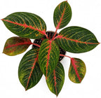 Agloanema Garnet House Plant, Chinese Evergreen Live Plant for Indoor Spaces, Colorful Aglaonema Live Plant, Feng Shui Plants Live Houseplants for Good Luck