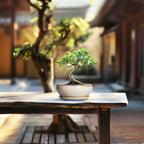 SQOWL Small Bonsai Pots - 6 Inch Ceramic Plant Pots for Succulents, Shallow Planter with Drainage Hole and Saucer, Round Planters for Indoor Outdoor Cactus Plants, House Decor, Birthday Gifts, Beige
