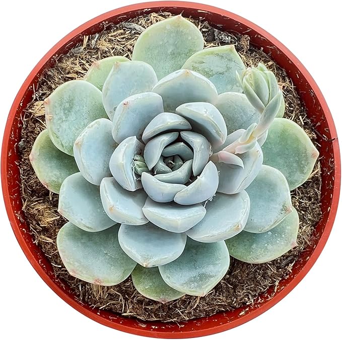 Sprout N Green 4" Echeveria 'Snow Bunny', 1-Pack Live Rare Succulent Potted, Real House Plant for Party Favors Home Indoor Outdoor Garden Wedding Decoration DIY Projects