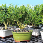 Brussel's Live Harland Boxwood Outdoor Bonsai Tree - 4 Years Old; 8" to 10" Tall with Decorative Container, Humidity Tray & Deco Rock