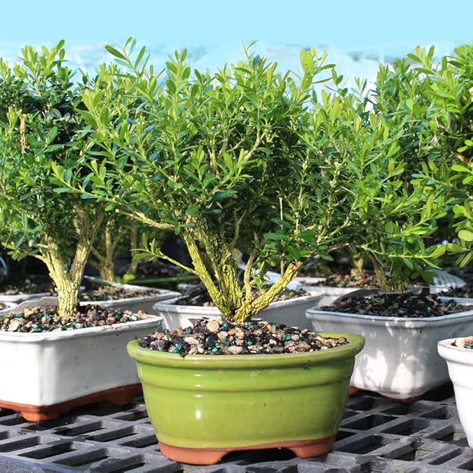 Brussel's Live Harland Boxwood Outdoor Bonsai Tree - 4 Years Old; 8" to 10" Tall with Decorative Container, Humidity Tray & Deco Rock