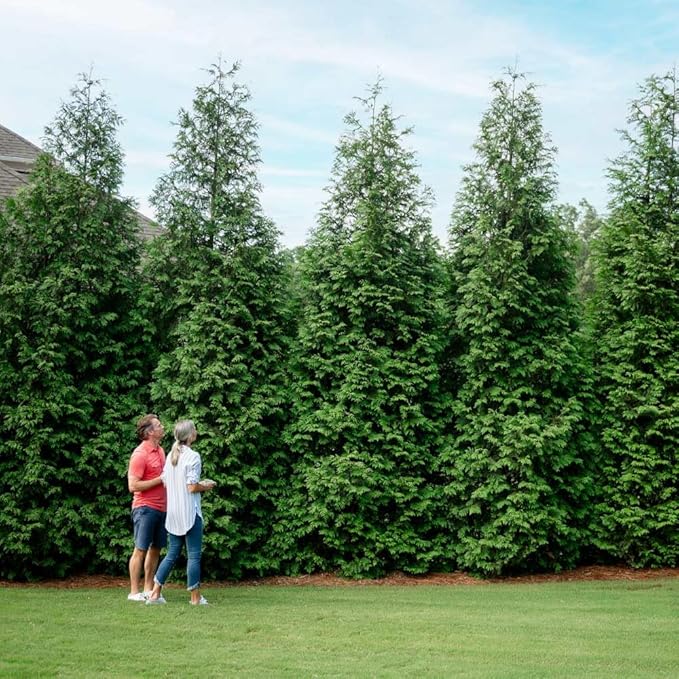Brighter Blooms - Thuja Green Giant Arborvitae, 5-6 ft. - No Shipping to AK, AZ, HI, OR