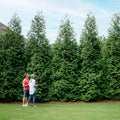 Brighter Blooms - Thuja Green Giant Arborvitae, 2-3 ft. - No Shipping to AK, AZ, HI, OR