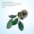 SubstrateSource Anubias Live Aquarium Plants - Potted Freshwater Plant for Fish Tanks, Terrariums - Beginner Friendly Low Light (Barteri Coffeefolia, 1 Pot)