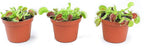 Non-Toxic Live Venus Fly Trap, Pet Safe Plant for Cats & Dogs, Dionaea Muscipula, Carnivorous Plants for Terrariums, Real Houseplants, Fun for Kids, 3 in. Pot