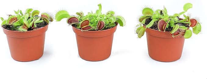 3 Inch Live Venus Fly Trap Live Plant 3PK, Venus Fly Trap Soil, Live Venus Flytrap Live Plants Indoor Plants Live Houseplants, Venus Fly Trap Pot, Venus Fly Trap Plant House Plants by Plants for Pets