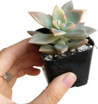Variegated Ghost Plant Rare Succulent (2 inch) | Live Healthy Unique Fully Rooted Succulents for Home Office Decoration