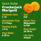 HOME GROWN Marigold Seeds Bulk Mix - 5600+ Crackerjack Marigold Flower Seeds for Planting Outdoors -Flowers Seed for Companion Planting -Wildflower African Marigold(Tagetes erecta)