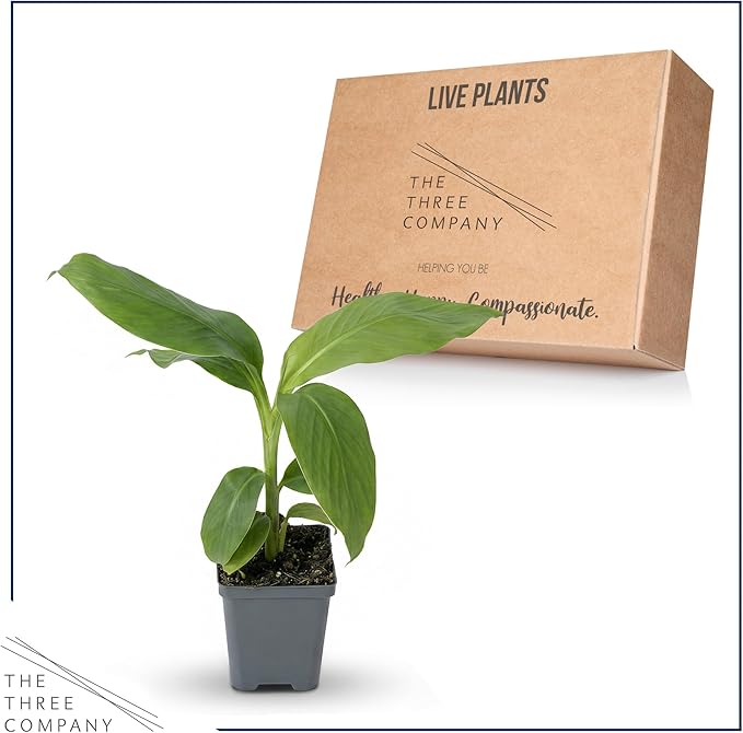 Live Hardy Banana Plant (Musa Basjoo) – Cold Hardy Tropical Perennial, Grows 6–10 Ft Tall, Fast Growing Outdoor Accent, Ships 15” Tall in 1.5 Qt Pot