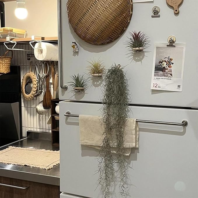 6 Pcs Air Plant Holder Magnet - Small Air Plant Display Stand Airplant Wall Mount Holder Wooden for Live Tropical Plants Home Office Decoration Supplies (Plants Not Included)