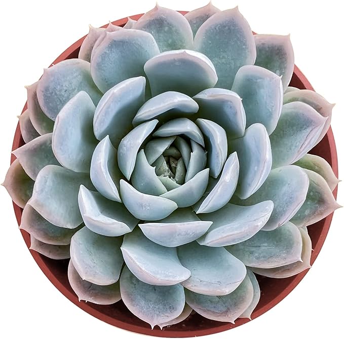 Sprout N Green Echeveria Elegans Mexican Snowball, 1 Live Mini Succulent Plant Fully Rooted in 4 inch Starter Pot, Indoor Outdoor Home Office Wedding Decoration Party Favor