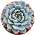 Sprout N Green Echeveria Elegans Mexican Snowball, 1 Live Mini Succulent Plant Fully Rooted in 4 inch Starter Pot, Indoor Outdoor Home Office Wedding Decoration Party Favor