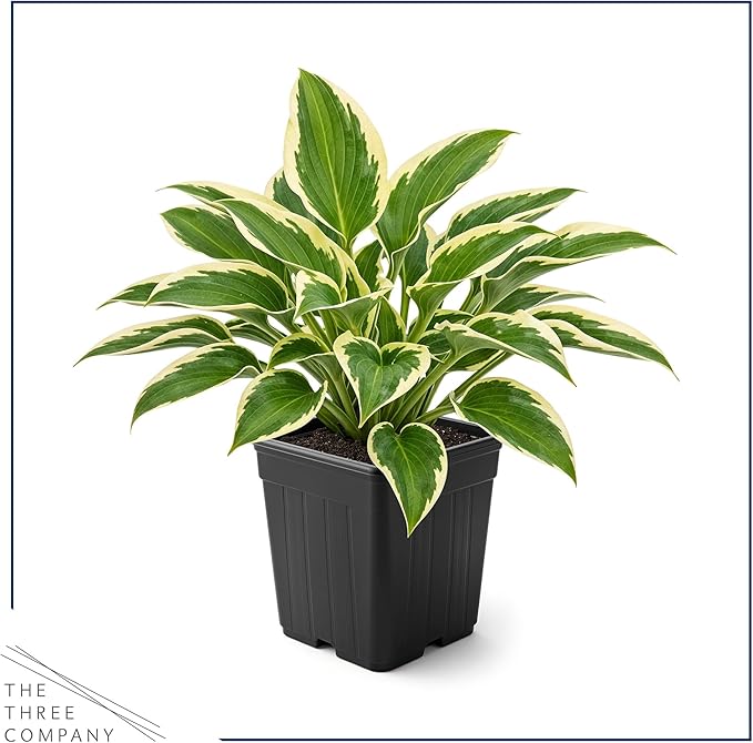 Live Perennial Hosta - So Sweet (3 Plants Per Pack) Beautiful Accent Plant, 10" Tall by 4" Wide in 1 Qt Pot