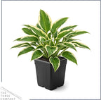 Live Perennial Hosta - So Sweet (3 Plants Per Pack) Beautiful Accent Plant, 10" Tall by 4" Wide in 1 Qt Pot