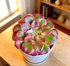 Live Succulent Aeonium Pink Witch Variegata Plant with Mini Gardening Tools – Small Easy Care Houseplant for Indoor & Outdoor, Complete Plant Care Kit