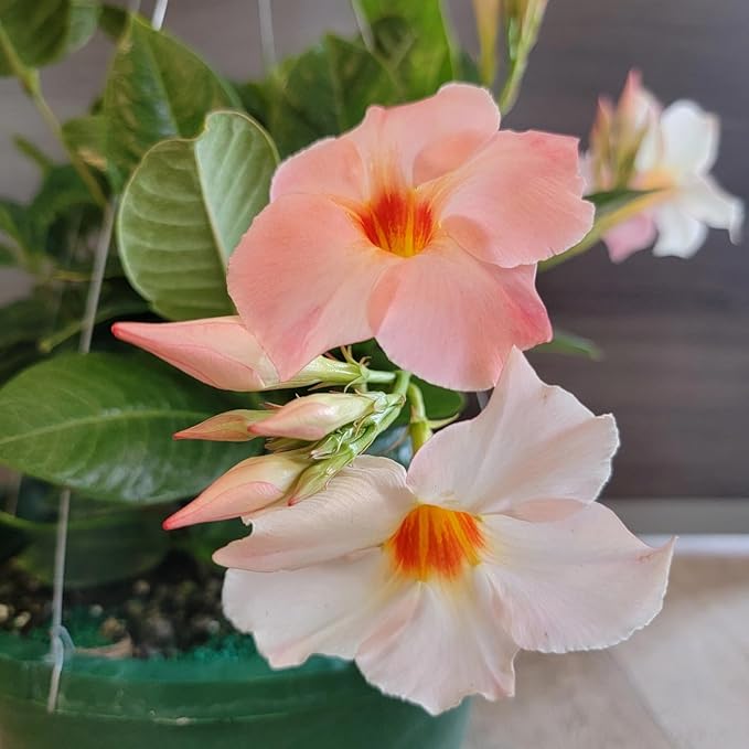 Mandevilla Plants (Giant Peach, 12" Hanging Basket)