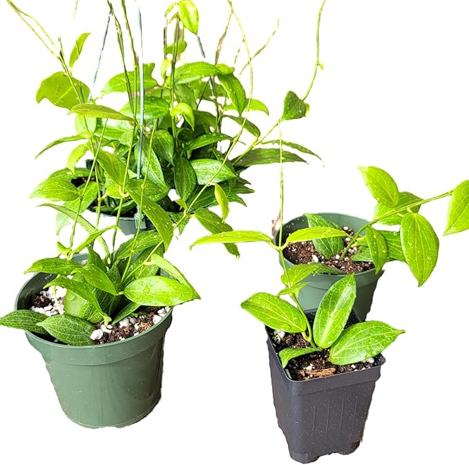 Hoya Fitchii - Rare & Easy-to-Care Wax Plant | Stunning Veined Foliage | Indoor Air Purifying Plant | Live Houseplant | CA Seller (Multiple Plants/Stems, 6" Hanging Pot)