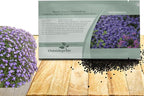 Outsidepride Cascade Blue Aubrieta Rock Cress Seeds - 1000 Pcs Perennial Flower Seeds, Easy to Grow, Low Maintenance, Cascading & Low Growing, for Baskets, Rock Walls, or Ground Covers