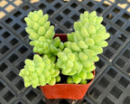 Sprout N Green Green Succulents Collection, 3 Live Succulent Plant Fully Rooted in 2 inch Starter Pot, Home Office Indoor Outdoor Wedding Decoration DIY Projects Party Favor