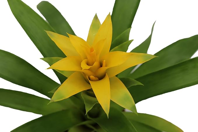 Bromeliad Yellow -4'' from California Tropicals
