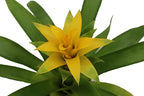 Bromeliad Yellow -4'' from California Tropicals