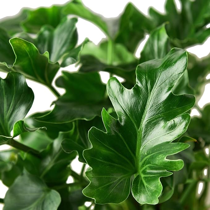 Philodendron Little Hope Live Plant for Indoor | Different Houseplants in 4'' & 6'' Pot | Real House Plant for Living Room, Office, Desk & Bathroom | selloum