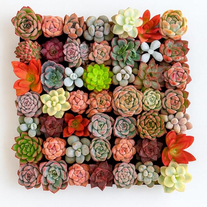Mix DIY Rare Live Succulent Plants, 0.5-1,5" Random Mystery Bulk Succulent Live Plant, Without Pot & Soil, 12/24/100 Pcs, Garden Indoor Office Desk Decoration, Plant Gifts (12)
