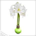 Waxed Amaryllis Bulb - Lime Green Wax, White Blooms - Easy Care - No Watering Needed! Beautiful Spring Décor