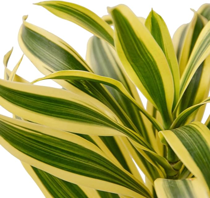 Dracaena Song of India Live Plant for Indoor | Different Houseplants in 4'' & 6'' Pot | Real House Plant for Living Room, Office, Desk & Bathroom | Dracaena reflexa | Dragon Tree