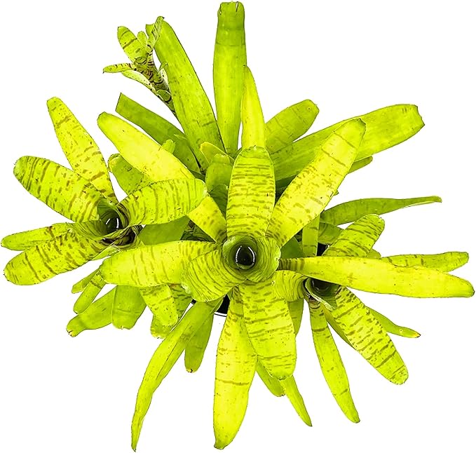 ragnaroc Live Plants – Bromeliad Neoregelia Tigrina, 8-12" in 6" Pot - 1ct - Live Arrival Guaranteed - House Plants for Home Decor & Gift