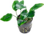 SubstrateSource Anubias Live Aquarium Plants - Potted Freshwater Plant for Fish Tanks, Terrariums - Beginner Friendly Low Light (Nana, 1 Pot)