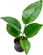 SubstrateSource Anubias Live Aquarium Plants - Potted Freshwater Plant for Fish Tanks, Terrariums - Beginner Friendly Low Light (Heterophylla, 1 Pot)