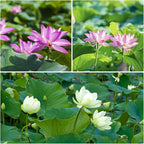 Groundio 10Pcs Lotus Flower Seeds, Non-GMO, Pre-Cut High Germination Bowl Lotus Seed, Premium Aquatic Plants for Ponds & Bonsai (Pink/Red/Green)