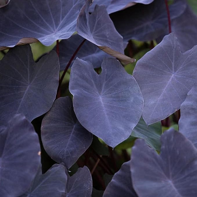 ‘Black Magic’ Taro, a Great Live Pond Plant for Your Water Garden. Filters The koi and Goldfish Pond. Good for Bogs, Plant Shelf or Shallow Water This marginal Aquatic is a Real Beauty
