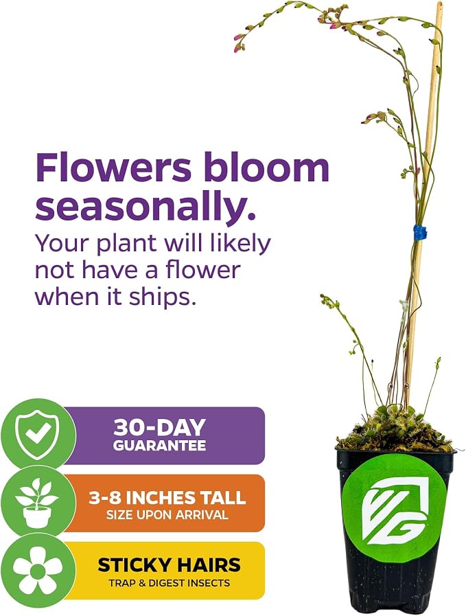 Spoonleaf Sundew Live Carnivorous Plant - Drosera Spathulata by Wellspring Gardens - Starter Plant - Live Potted Indoor Plant, Ideal for Home & Office (2-Pack)