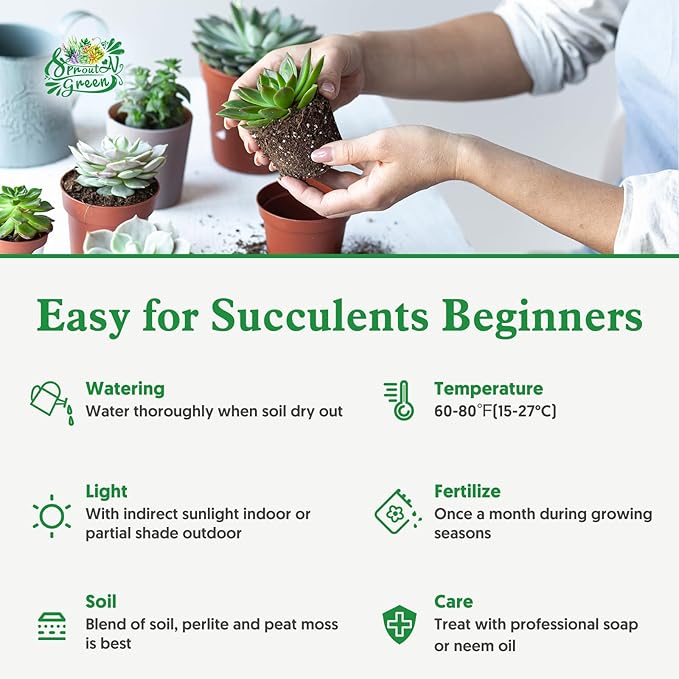 Sprout N Green String of Pearls, Live Succulent Fully Rooted in 2" Pot, Trailing Plant for Home Office Wedding Hanging Decor DIY Project Party Favor, Keep Away from Pets, Garden Beginners Friendly