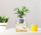 Betta Fish Bowl Glass Small Fish Tank with Bamboo Stand, Plant Propagation Station Hydroponic Terrarium with Lid beta Fish Aquariums 0.6 Gallon