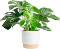 Costa Farms Monstera, Swiss Cheese Plant Live Plant in Decorative Pot, Large Indoor Houseplant, Perfect for Home, Room, or Office Decor, Great House Warming or Birthday Gift, 2-3 Feet Tall