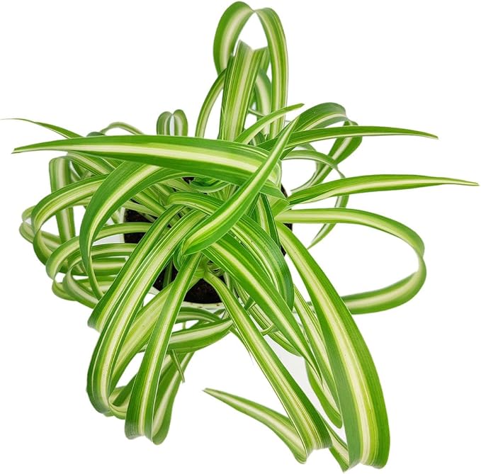 Curly Spider Plant 'Bonnie' (4 inch) - Air-Purifying Houseplants - 4/6 inch Unique Live Decorative Houseplants - Low-Maintenance Indoor Plants, House Warming Gift, Natural Air Purifier