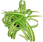 Curly Spider Plant 'Bonnie' (4 inch) - Air-Purifying Houseplants - 4/6 inch Unique Live Decorative Houseplants - Low-Maintenance Indoor Plants, House Warming Gift, Natural Air Purifier