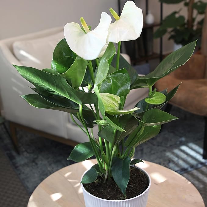 White Anthurium Live Sympathy Plant (Approx 18-21" Tall), Easy to Grow Flowering Houseplant in 6" White Decor Pot by Plants for Pets