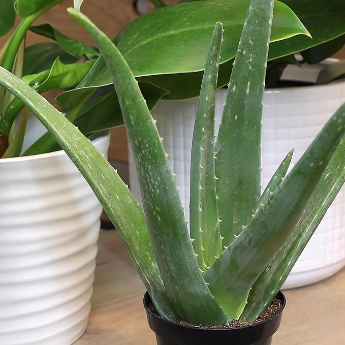 Aloe Vera Plant Live Succulent Plants (3 Pack), Live Aloe Vera Plant Succulents, Live Aloe Plant in Aloe Plant Pot, Aloe Plants Live Indoor Plants, Succulents Live House Plants by Plants for Pets