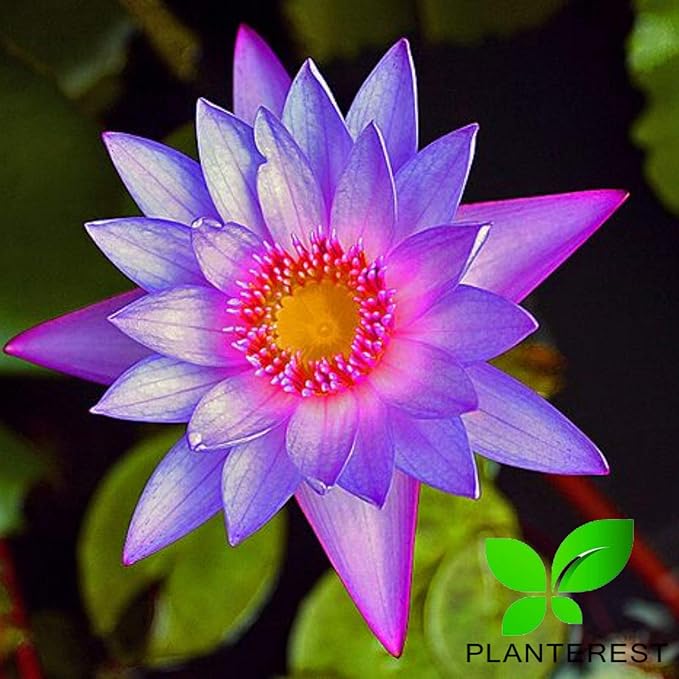 Water Lily Tuber 3 Pre-Grown Hardy Lily Rhizome Live Aquarium Plant