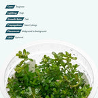 SubstrateSource Live Plants – Rotala sp. 'Myanmar' – High Light, Greenish-Red to Golden-Red Accent Freshwater Aquatic Stem Plant, Midground to Background Placement – Tissue Culture, 1 Pack
