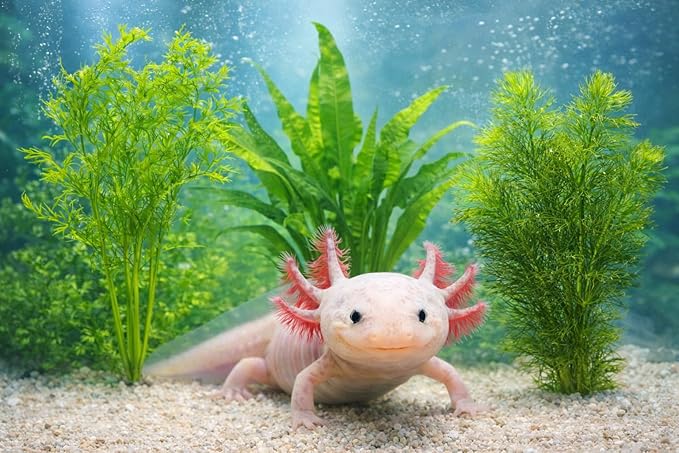 Live Aquarium Plants Bundle - Assorted Freshwater Plants - Low | Medium | High Light