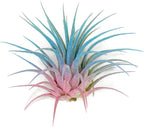 Ionantha Guatemala Tillandsia Air Plant, Guatemala Tillandsia Live Airplant, Healthy Arrival Guaranteed, Great Indoor Plant, Home Decor & Gift (Rainbow #4)