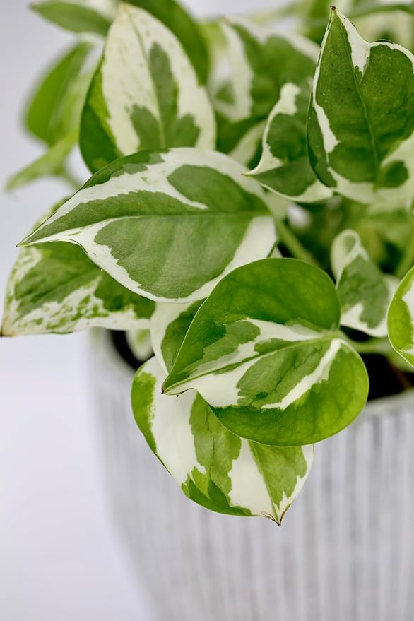 PLANTVERS Live Pearls and Jade Pothos in a 3" Nursery Pot | Low Light Variegated Houseplants | Air Purifying Indoor Plants | Vining Office Plants
