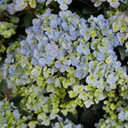 Proven Winners 2 Gal. Fairytrail Fresco Hydrangea Shrub