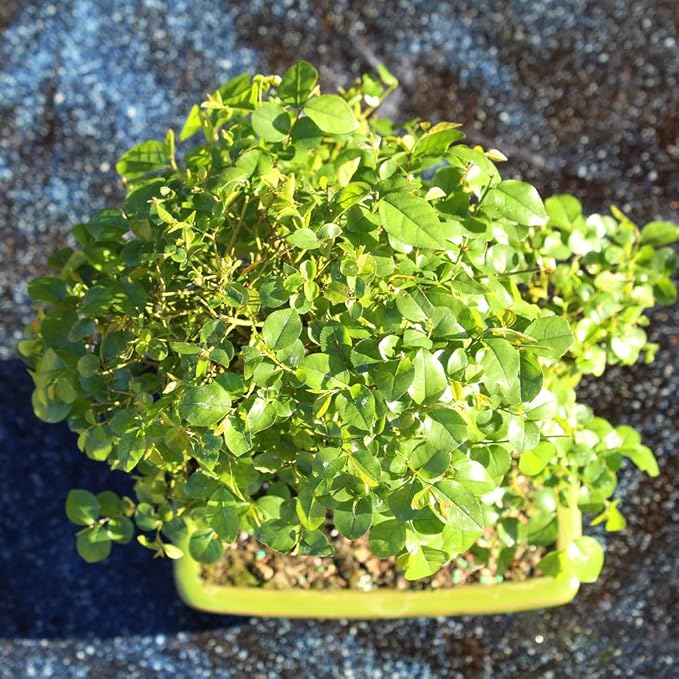 Chinese Sweet Plum