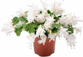Thanksgiving Cactus, Live Indoor Plant, Flowering Houseplant, Christmas Cactus, Pink White Seasonal Blooms, 6-Inch Pot, Pet Safe Holiday Decor, Free Heat Pack
